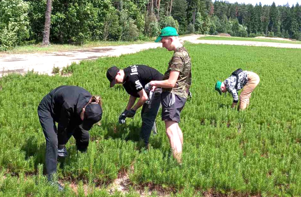 Где на Климовщине работают студенческие отряды?